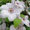 John Paul II Clematis - 1 Gallon Pot -Garden Plant Seeds clematis john paul II 8