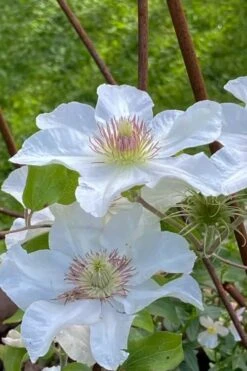 Kitty Clematis - 1 Gallon Pot -Garden Plant Seeds clematis kitty 1