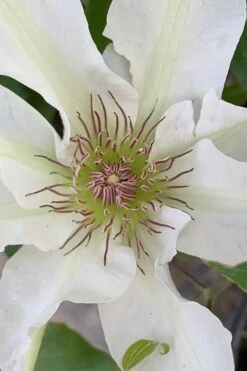 Kitty Clematis - 1 Gallon Pot -Garden Plant Seeds clematis kitty 13
