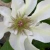 Kitty Clematis - 1 Gallon Pot -Garden Plant Seeds clematis kitty 14