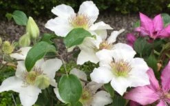 Kitty Clematis - 1 Gallon Pot -Garden Plant Seeds clematis kitty 2