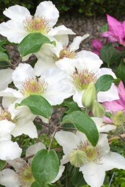 Kitty Clematis - 1 Gallon Pot -Garden Plant Seeds clematis kitty 3