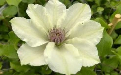 Kitty Clematis - 1 Gallon Pot -Garden Plant Seeds clematis kitty 8