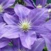 Lady Northcliffe Clematis - 1 Gallon Pot -Garden Plant Seeds clematis lady northcliffe 1