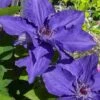 Lindsay Clematis - 1 Gallon Pot -Garden Plant Seeds clematis lindsay 4