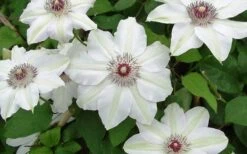 Miss Bateman Clematis - 1 Gallon Pot -Garden Plant Seeds clematis miss bateman 2 800x500 1