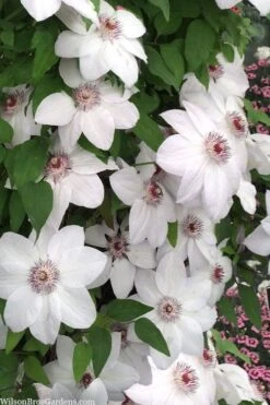 Miss Bateman Clematis - 1 Gallon Pot -Garden Plant Seeds clematis miss bateman 20