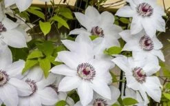 Miss Bateman Clematis - 1 Gallon Pot -Garden Plant Seeds clematis miss bateman 800x500 1