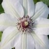 Miss Bateman Clematis - 1 Gallon Pot -Garden Plant Seeds clematis miss20bateman 2 500x750 1