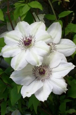 Miss Bateman Clematis - 1 Gallon Pot -Garden Plant Seeds clematis miss20bateman 3 500x750 1