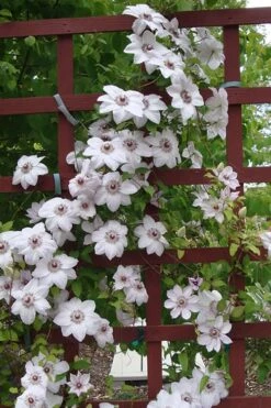 Miss Bateman Clematis - 1 Gallon Pot -Garden Plant Seeds clematis miss20bateman 4 500x750 1