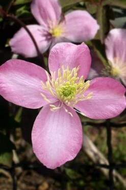 Montana Elizabeth Clematis - 1 Gallon Pot -Garden Plant Seeds clematis montana elizabeth 1