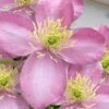 Montana Elizabeth Clematis - 1 Gallon Pot -Garden Plant Seeds clematis montana elizabeth 10