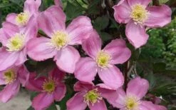 Montana Elizabeth Clematis - 1 Gallon Pot -Garden Plant Seeds clematis montana elizabeth 2