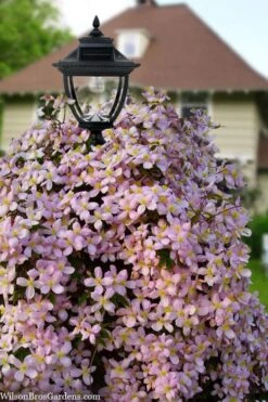 Montana Elizabeth Clematis - 1 Gallon Pot -Garden Plant Seeds clematis montana elizabeth 6