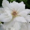 Mrs. George Jackman Clematis - 1 Gallon Pot -Garden Plant Seeds clematis mrs george jackman 10