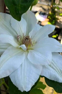 Mrs. George Jackman Clematis - 1 Gallon Pot -Garden Plant Seeds clematis mrs george jackman 5