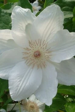 Mrs. George Jackman Clematis - 1 Gallon Pot -Garden Plant Seeds clematis mrs george jackman 500x750 1