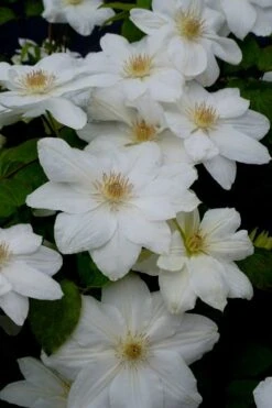 Mrs. George Jackman Clematis - 1 Gallon Pot -Garden Plant Seeds clematis mrs george jackman 7