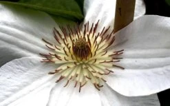 Mrs. George Jackman Clematis - 1 Gallon Pot -Garden Plant Seeds clematis mrs george jackman 8