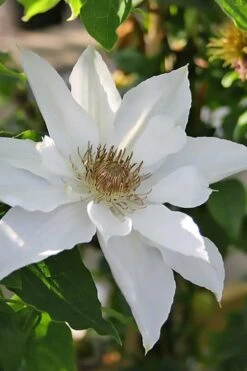 Mrs. George Jackman Clematis - 1 Gallon Pot -Garden Plant Seeds clematis mrs george jackman 9
