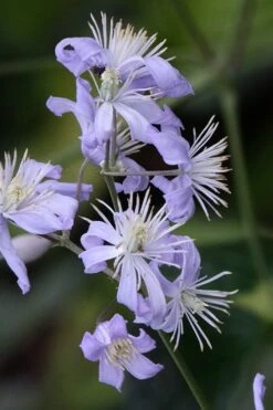 Mrs. Robert Brydon Clematis - 1 Gallon Pot