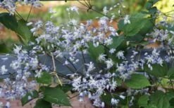 Mrs. Robert Brydon Clematis - 1 Gallon Pot -Garden Plant Seeds clematis mrs robert brydon 11