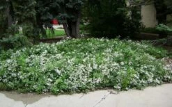 Mrs. Robert Brydon Clematis - 1 Gallon Pot -Garden Plant Seeds clematis mrs robert brydon 4