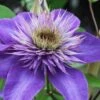 Multi Blue Clematis - 1 Gallon Pot -Garden Plant Seeds clematis multi blue 1