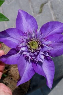 Multi Blue Clematis - 1 Gallon Pot -Garden Plant Seeds clematis multi blue 2