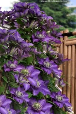 Multi Blue Clematis - 1 Gallon Pot -Garden Plant Seeds clematis multi blue 3