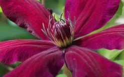 Niobe Clematis - 1 Gallon Pot -Garden Plant Seeds clematis niobe 1