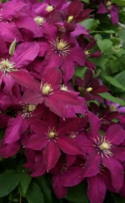 Niobe Clematis - 1 Gallon Pot -Garden Plant Seeds clematis niobe 2