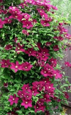 Niobe Clematis - 1 Gallon Pot -Garden Plant Seeds clematis niobe 5