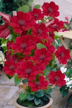 Nubia Clematis - 1 Gallon Pot 14 Nubia Clematis - 1 Gallon Pot -Garden Plant Seeds clematis nubia 3