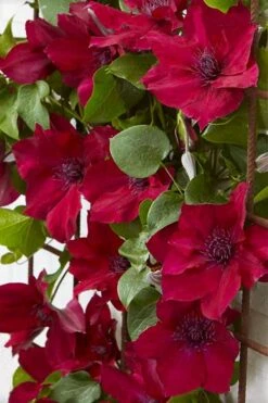 Nubia Clematis - 1 Gallon Pot 15 Nubia Clematis - 1 Gallon Pot -Garden Plant Seeds clematis nubia 4