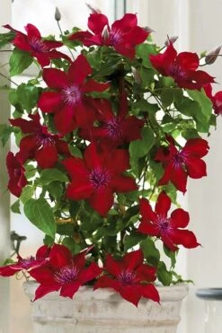 Nubia Clematis - 1 Gallon Pot 16 Nubia Clematis - 1 Gallon Pot -Garden Plant Seeds clematis nubia 5