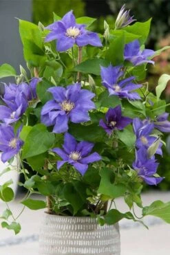Olympia Clematis - 1 Gallon Pot -Garden Plant Seeds clematis olympia 1