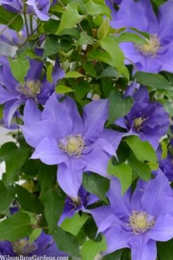 Olympia Clematis - 1 Gallon Pot -Garden Plant Seeds clematis olympia 2