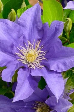 Olympia Clematis - 1 Gallon Pot -Garden Plant Seeds clematis olympia 3