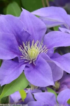 Olympia Clematis - 1 Gallon Pot -Garden Plant Seeds clematis olympia 5