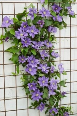 Olympia Clematis - 1 Gallon Pot -Garden Plant Seeds clematis olympia 6