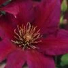 Picardy Clematis - 1 Gallon Pot -Garden Plant Seeds clematis picardy 7