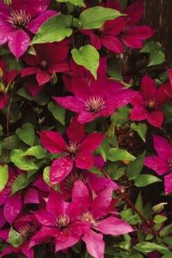 Picardy Clematis - 1 Gallon Pot -Garden Plant Seeds clematis picardy 9