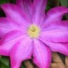 Pink Champagne Clematis - 1 Gallon Pot -Garden Plant Seeds clematis pink champagne 10
