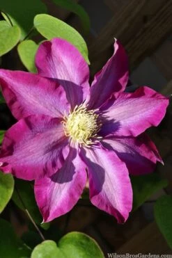 Pink Champagne Clematis - 1 Gallon Pot -Garden Plant Seeds clematis pink champagne