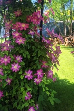 Pink Champagne Clematis - 1 Gallon Pot -Garden Plant Seeds clematis pink champagne 4