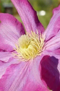 Pink Champagne Clematis - 1 Gallon Pot -Garden Plant Seeds clematis pink champagne 6