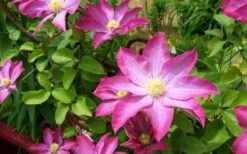 Pink Champagne Clematis - 1 Gallon Pot -Garden Plant Seeds clematis pink champagne 8
