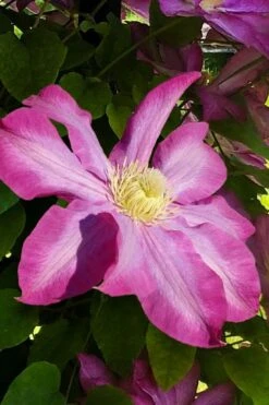 Pink Champagne Clematis - 1 Gallon Pot -Garden Plant Seeds clematis pink champagne 9